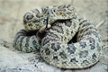 Rattlesnake Avoidance Clinic