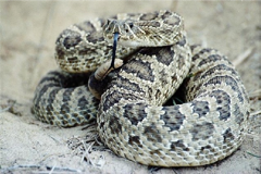 Rattlesnake Avoidance Clinic
